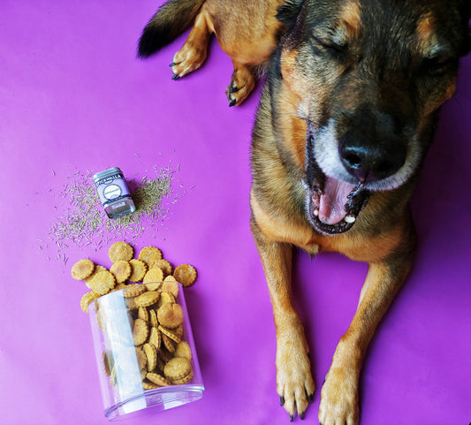 Spice Advice: Spices for dogs